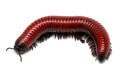 Centrobolus annulatus Mozambique adult